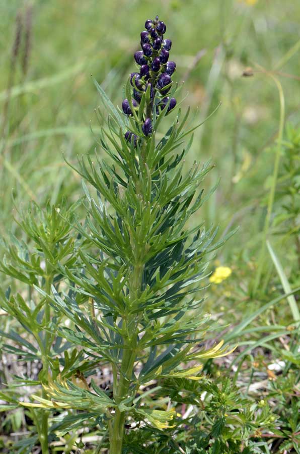 Aconitum napellus?